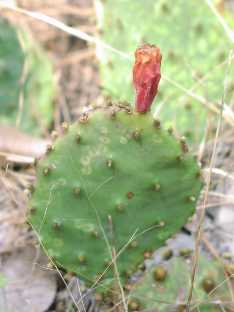 Opuntia macrorhiza